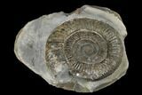 Ammonite (Dactylioceras) Fossil - England #181890-1